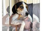 Beagle Mix DOG FOR ADOPTION RGADN-1344201 - Lola - Beagle / Hound / Mixed (short
