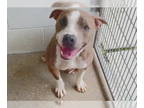 Staffordshire Bull Terrier DOG FOR ADOPTION RGADN-1344203 - CHARLIE BOY -
