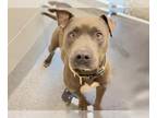 American Pit Bull Terrier DOG FOR ADOPTION RGADN-1344205 - PRINCETON - Pit Bull