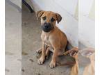 Boxer Mix DOG FOR ADOPTION RGADN-1344206 - BRUNO - Boxer / Mixed (medium coat)