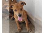 Boxer Mix DOG FOR ADOPTION RGADN-1344207 - LOKI - Boxer / Mixed (medium coat)