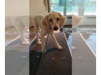 Poodle (Miniature) DOG FOR ADOPTION RGADN-1344211 - Sammy - Poodle (Miniature)
