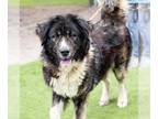 Tibetan Mastiff Mix DOG FOR ADOPTION RGADN-1344230 - ELVIS - Tibetan Mastiff /