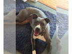 American Pit Bull Terrier Mix DOG FOR ADOPTION RGADN-1344234 - Peppercorn - Pit