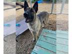 German Shepherd Dog Mix DOG FOR ADOPTION RGADN-1344244 - Nikita A425475 - German
