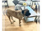Bullmastiff DOG FOR ADOPTION RGADN-1344251 - Bud ADOPTION PENDING - Bullmastiff