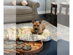 American Rat Pinscher DOG FOR ADOPTION RGADN-1344261 - Georgia Peach - Rat