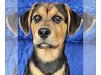 Retriever Mix DOG FOR ADOPTION RGADN-1344278 - Archie Seymour - Retriever /