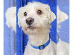 Lhasa Apso Mix DOG FOR ADOPTION RGADN-1344285 - Sam White - Lhasa Apso / Terrier