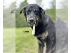 Shepradors DOG FOR ADOPTION RGADN-1344286 - Dolly - German Shepherd Dog /
