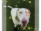Australian Shepherd DOG FOR ADOPTION RGADN-1344304 - ZOE - Australian Shepherd