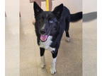 Border Collie-Siberian Husky Mix DOG FOR ADOPTION RGADN-1344306 - Sparrow -