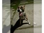 Boxer Mix DOG FOR ADOPTION RGADN-1344309 - MISTY - Boxer / Mixed (medium coat)
