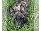 Mountain Cur Mix DOG FOR ADOPTION RGADN-1344314 - 240666 Nobel - Mountain Cur /