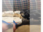Fila Brasileiro-Saint Bernard Mix DOG FOR ADOPTION RGADN-1344320 - Buffy - Fila