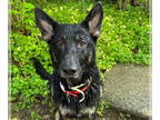German Shepherd Dog Mix DOG FOR ADOPTION RGADN-1344338 - Crash - German Shepherd