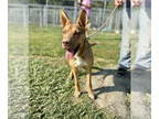 Chinese Shar-Pei Mix DOG FOR ADOPTION RGADN-1344365 - Chevelle - Shar Pei /