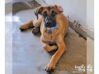 Black Mouth Cur Mix DOG FOR ADOPTION RGADN-1344376 - Leandro - Black Mouth Cur /