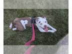 American Pit Bull Terrier Mix DOG FOR ADOPTION RGADN-1344384 - *BIJOU - American