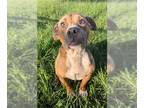 American Pit Bull Terrier Mix DOG FOR ADOPTION RGADN-1344392 - MELON - Pit Bull