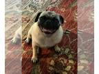 Pug DOG FOR ADOPTION RGADN-1344395 - 2024 - 2012 Tootie ADOPTION PENDING - Pug