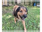 Anatolian Shepherd-Chow Chow Mix DOG FOR ADOPTION RGADN-1344403 - Bear -