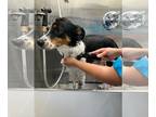 Australian Shepherd Mix DOG FOR ADOPTION RGADN-1344404 - Ringo - Australian