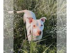 Bullboxer Pit DOG FOR ADOPTION RGADN-1344455 - Opal - Boxer / American Pit Bull