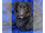 Border Collie Mix DOG FOR ADOPTION RGADN-1344456 - Willard Morgan - Flat-coated