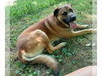 Anatolian Shepherd-Mastiff Mix DOG FOR ADOPTION RGADN-1344464 - Ranger - Mastiff