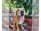 American Staffordshire Terrier Mix DOG FOR ADOPTION RGADN-1344467 - COURTESY