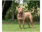 Chinese Shar-Pei Mix DOG FOR ADOPTION RGADN-1344471 - HAZEL - Chinese Shar-Pei /