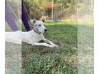 Jack Russell Terrier-Labrador Retriever Mix DOG FOR ADOPTION RGADN-1344476 -