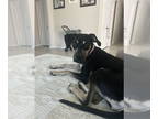Beagle-Greyhound Mix DOG FOR ADOPTION RGADN-1344477 - SASHA #6 - Beagle /