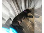 Dachshund-Labrador Retriever Mix DOG FOR ADOPTION RGADN-1344504 - Pickles -