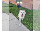 Australian Shepherd Mix DOG FOR ADOPTION RGADN-1344506 - CURLEE - Australian