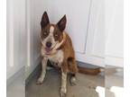 Catahoula Leopard Dog Mix DOG FOR ADOPTION RGADN-1344515 - Scout - McNab /