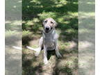 Anatolian Shepherd-Saint Bernard Mix DOG FOR ADOPTION RGADN-1344539 - Rio -