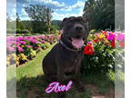 Bullboxer Pit DOG FOR ADOPTION RGADN-1344548 - Axel - Boxer / Pit Bull Terrier /