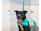 American Pit Bull Terrier-Australian Shepherd Mix DOG FOR ADOPTION RGADN-1344550