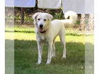Great Pyrenees DOG FOR ADOPTION RGADN-1344554 - Yollie - Great Pyrenees (long