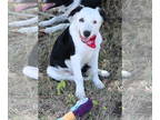 Border Collie Mix DOG FOR ADOPTION RGADN-1344605 - Bear - Border Collie /