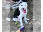 Border Collie Mix DOG FOR ADOPTION RGADN-1344606 - Bear - Border Collie /