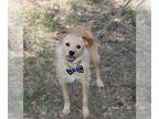 Cairn Terrier-Norfolk Terrier Mix DOG FOR ADOPTION RGADN-1344614 - Simba -