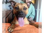 Black Mouth Cur Mix DOG FOR ADOPTION RGADN-1344626 - Matcha - Black Mouth Cur /