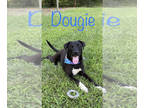 Labrador Retriever Mix DOG FOR ADOPTION RGADN-1344632 - Dougie Boy - Labrador