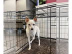 Cairn Terrier Mix DOG FOR ADOPTION RGADN-1344641 - Honeybee - Terrier / Cairn