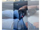 Labrador Retriever-Mountain Cur Mix DOG FOR ADOPTION RGADN-1344647 - Adonis