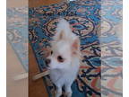 Pomeranian Mix DOG FOR ADOPTION RGADN-1344655 - Axel - Pomeranian / Mixed (long