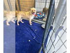 Australian Shepherd Mix DOG FOR ADOPTION RGADN-1344659 - Sabra - Terrier /
